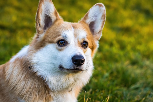What triggers pancreatitis attacks in dogs?