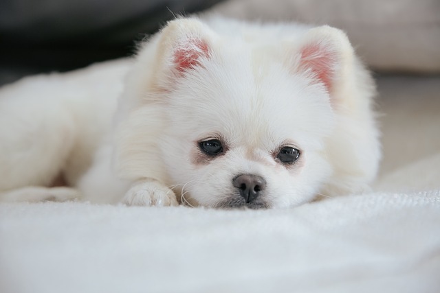 Why does my dog's breath smell rotting
