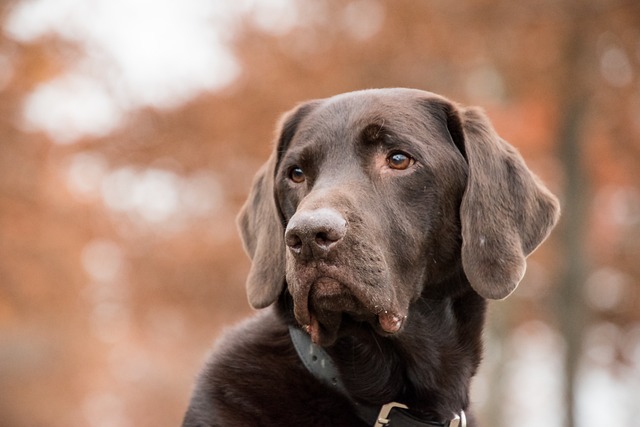 What to do if your dog barks at strangers?
