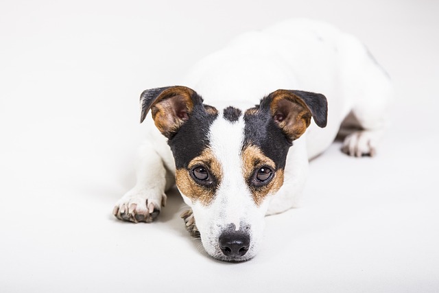 How to treat dogs with esophagus problems?