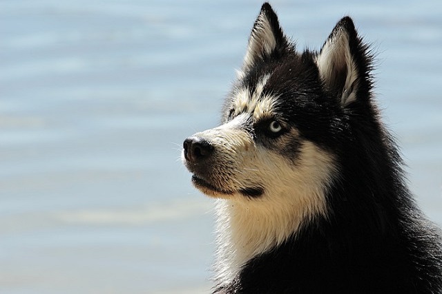 What should I do if my dog's eyes are swollen