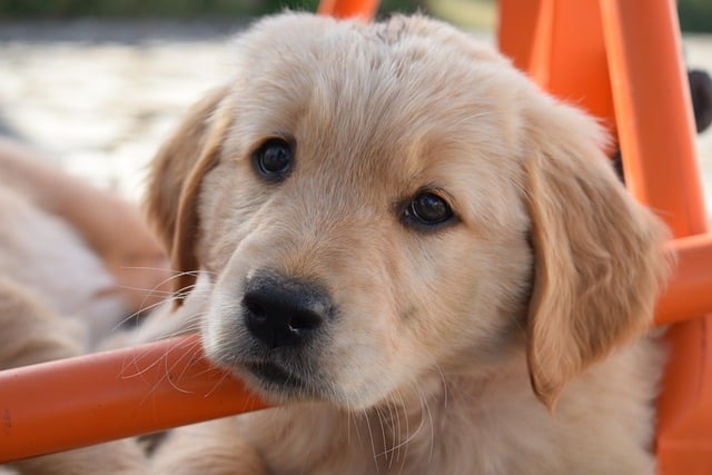 How to feed a Teddy Dog with various foods