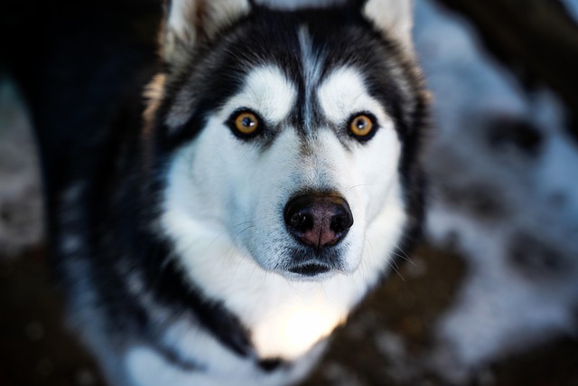 What is the life expectancy of a dog with pancreatitis?
