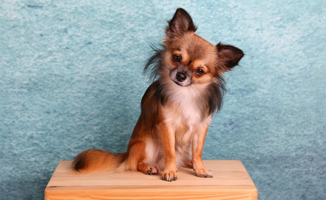 Why are dogs not ticklish?