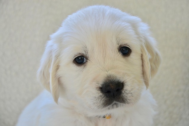 dog vomiting and diarrhea no appetite,how to treat it