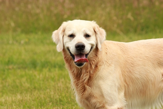 Dog vomiting and diarrhea but acting normal,How to deal with it