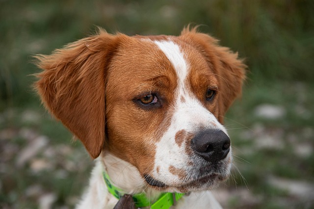 What colors can dogs not see?