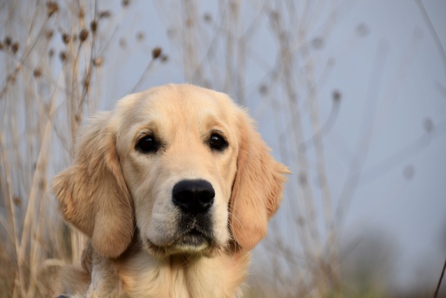 How long does it take for a dog to recover from vomiting and diarrhea