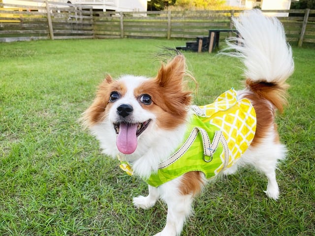 Gastrointestinal disease in dogs treatment?