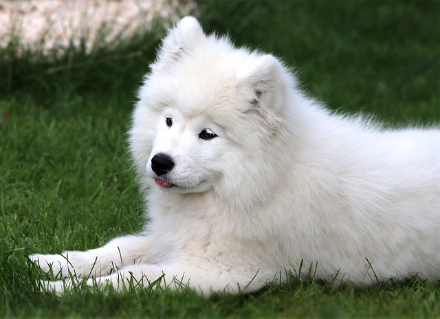 What are the symptoms of a dog's intestinal problems?