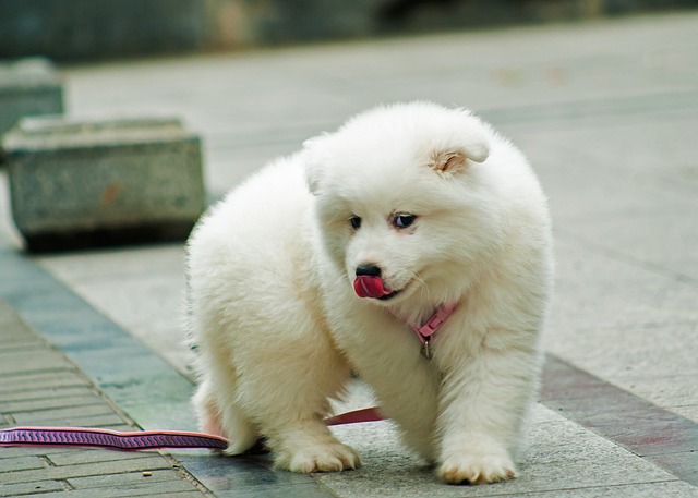 How often should a short - haired dog be groomed?