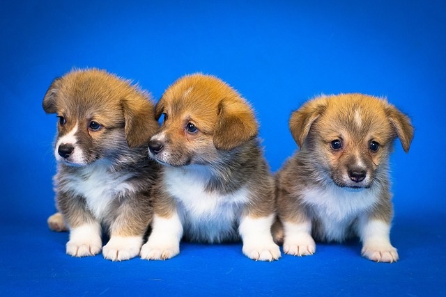 What can I give my dog for anti - diarrhea