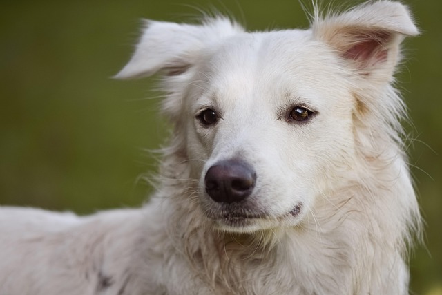 How to cure dog eczema?