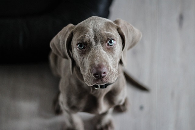 Dog grooming tips for beginners?