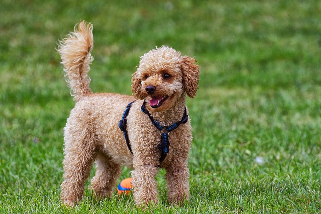 How to tame a Teddy puppy?