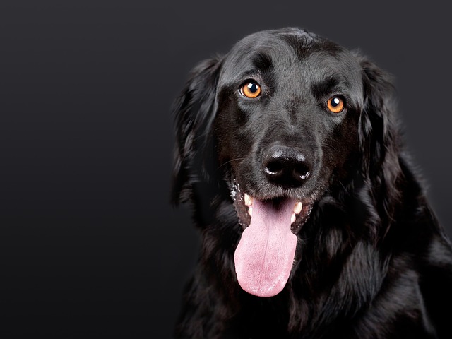 Allergic dermatitis in dogs treatment?