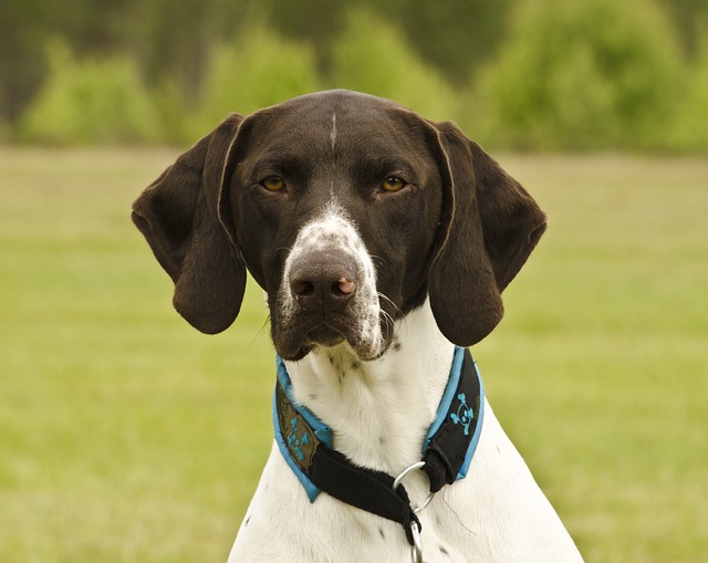 What food can a puppy eat if it has diarrhea?