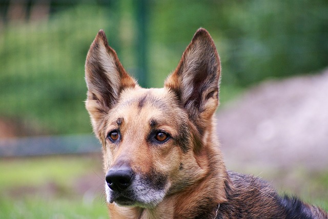 How do I get my dog to shake? How do I get my dog to shake?