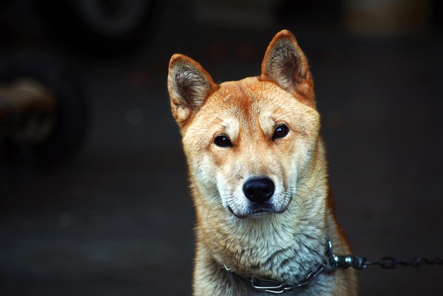 How to treat constipation in dogs most effectively?