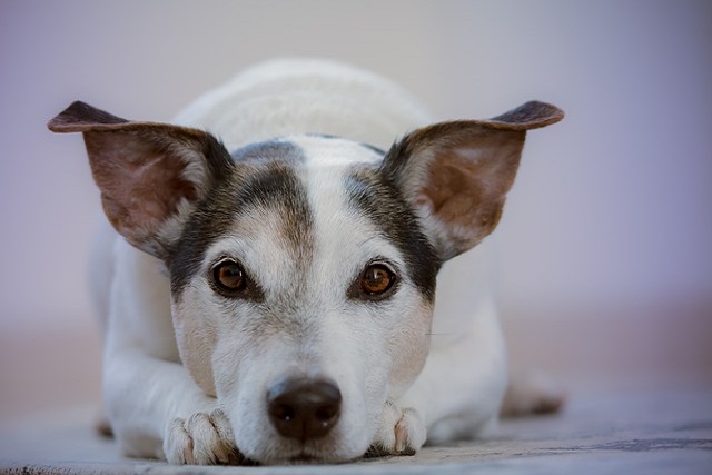 What if a newly arrived dog doesn't eat any food What if a newly arrived dog doesn't eat any food