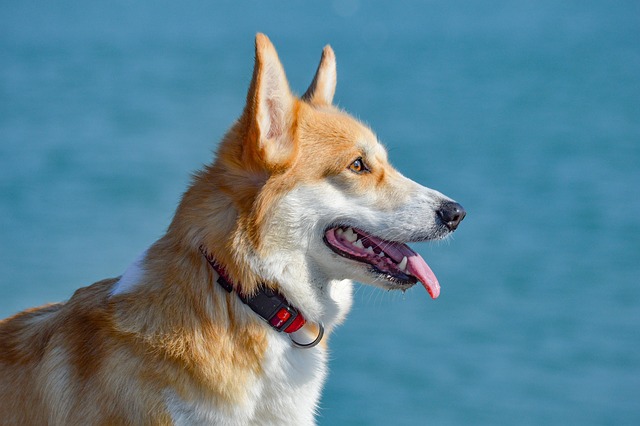 My dog suddenly attacks other dogs. How can I stop it My dog suddenly attacks other dogs. How can I stop it