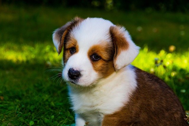 How long to wait to feed dog after diarrhea?