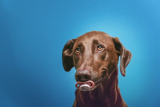 What treats are best for dogs' teeth