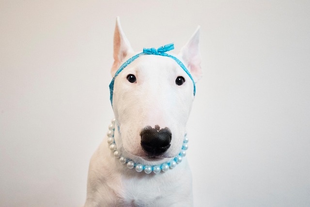 How to stop a dog from charging people? How to stop a dog from charging people?