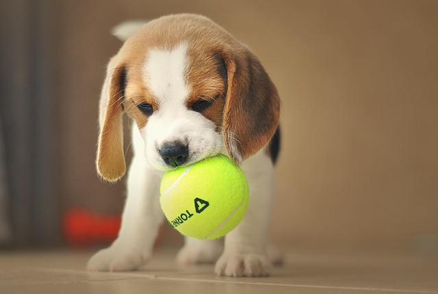 How do you fix a dog with gastrointestinal problems?