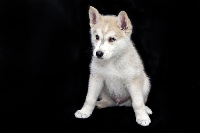 What dog coats should not be clipped?