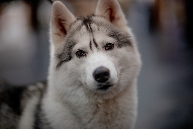 What can dogs with dental problems eat