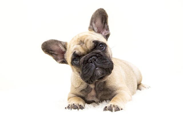How to tell if a dog has a fever at home?