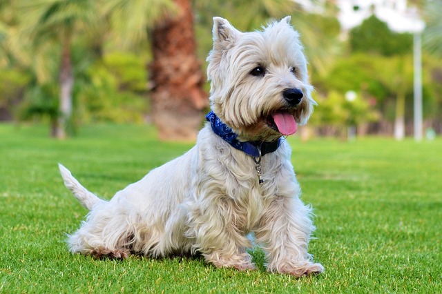 What is the best thing to give a small dog with diarrhea?