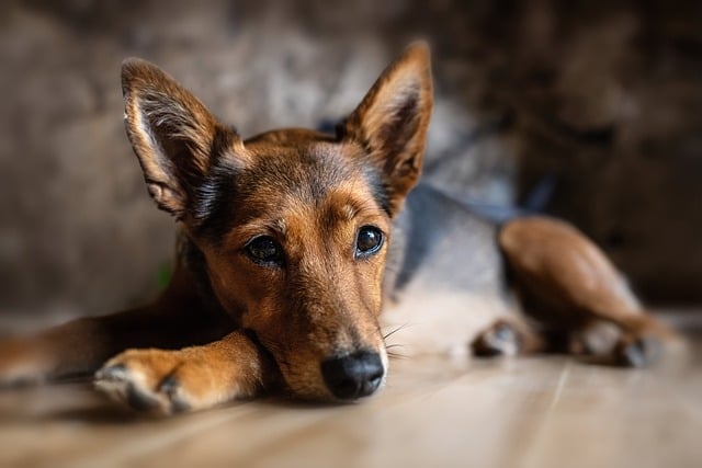 Gastroenteritis in dogs is it contagious?
