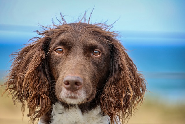 What should I do if a puppy loves to bite people during the grinding period