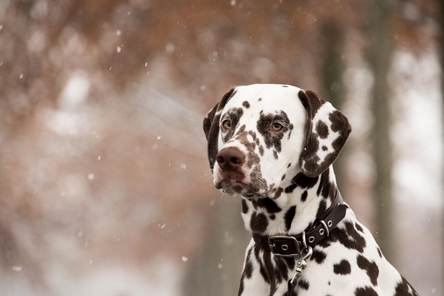 Which dog breed has most skin problems?