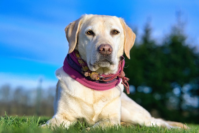 How to train a Labrador at home?
