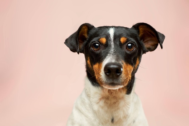 How to tell if a dog is dehydrated?