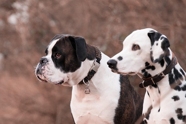 What health problems do elderly dogs often have