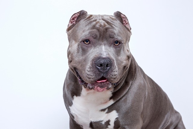 How to teach your dog to sit without treats?