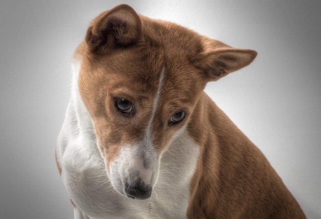 How to stop dog from chewing everything he sees?