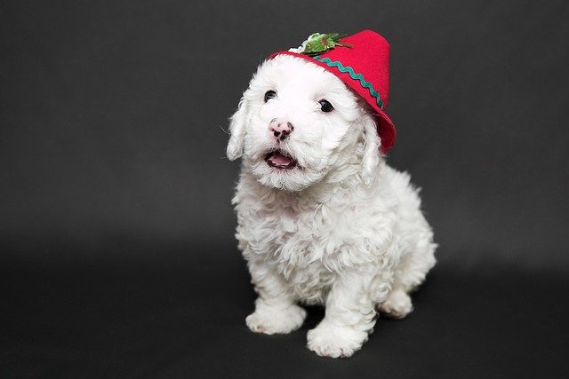 How do you treat a dog with digestive problems?