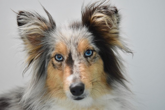 What causes sudden diarrhea and vomiting in dogs