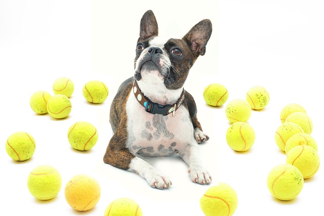 How to tell if your dog has mites?