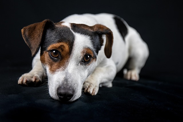 How to train your dog to walk without pulling?