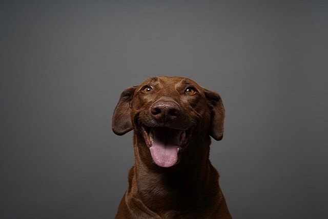 How to solve the problem of dogs always barking