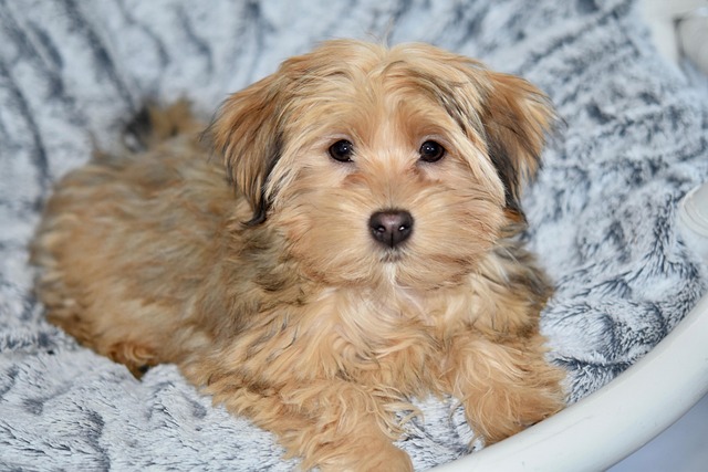 Can a dog's cornea repair itself?