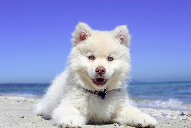 Can a bone make my dog sick