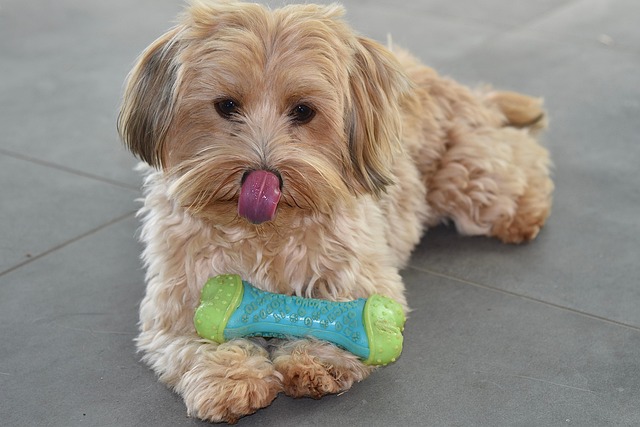 How to treat canine demodectic mange?