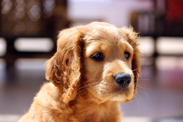 What to give a dog for upset stomach and vomiting?